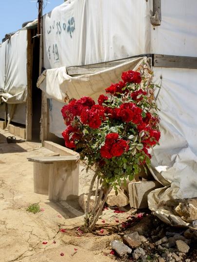 Nieuwe tentoonstelling Resilience in Galerie LUMC